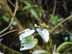 Vallea stipularis