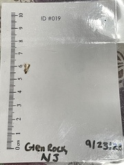 Tineola bisselliella