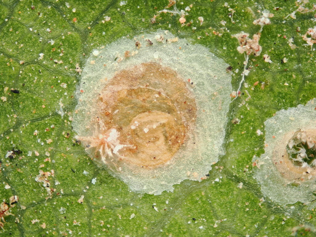 Aonidiella lauretorum