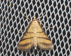 Cnaphalocrocis