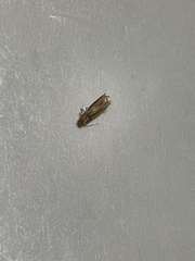 Tineola bisselliella