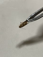 Tineola bisselliella