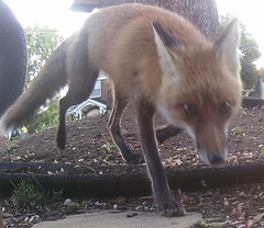 Vulpes vulpes fulvus
