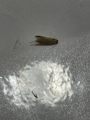 Tineola bisselliella