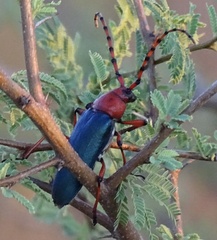 Stenaspis verticalis