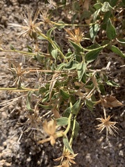 Brickellia atractyloides