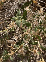 Brickellia atractyloides