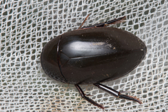 Hydrophilus