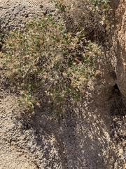 Brickellia atractyloides