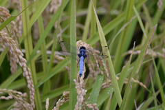 Orthetrum melania melania
