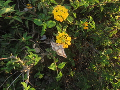 Autographa californica