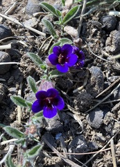 Aptosimum procumbens