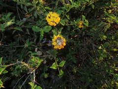 Autographa californica