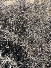 Coleogyne ramosissima