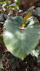 Xanthosoma sagittifolium