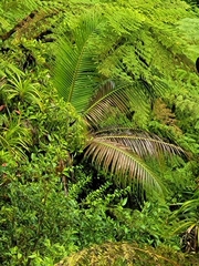 Clinostigma samoense