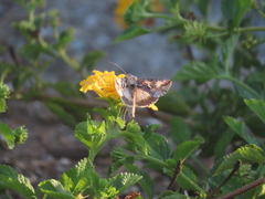Autographa californica