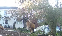 Vulpes vulpes fulvus