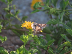 Autographa californica