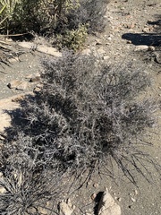 Coleogyne ramosissima