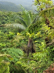Clinostigma samoense