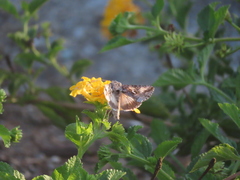 Autographa californica