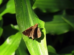 Cymaenes odilia