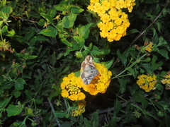 Autographa californica