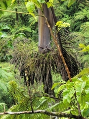 Clinostigma samoense
