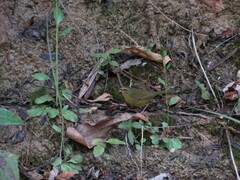 Myiothlypis bivittata