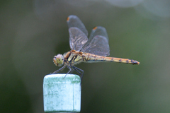 Sympetrum frequens