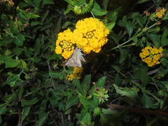 Autographa californica