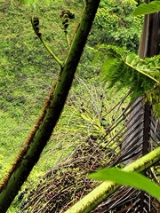 Clinostigma samoense