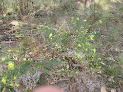 Pimelea flava