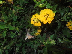 Autographa californica
