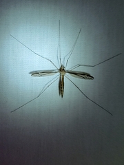 Tipula furca