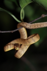 Pareas chinensis
