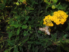 Autographa californica