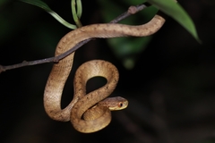 Pareas chinensis
