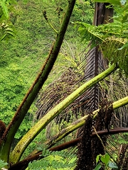 Clinostigma samoense
