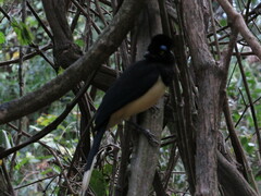 Cyanocorax chrysops