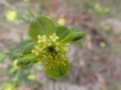 Pimelea flava
