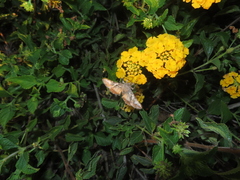 Autographa californica