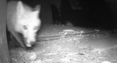 Vulpes vulpes fulvus