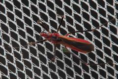 Reduviidae