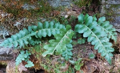Polypodium hesperium