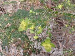 Pimelea flava