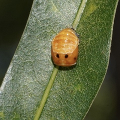 Coccinellini