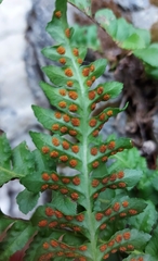Polypodium hesperium