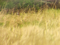 Vanellus indicus atronuchalis